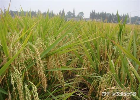 水稻增产的药都有哪些