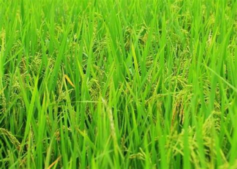 水稻是人类最早种植的作物吗