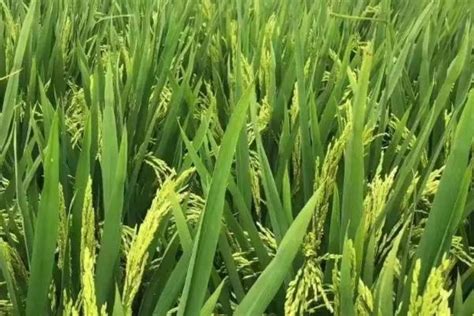 水稻的生长过程与原理