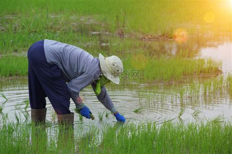 水稻种植的教学理念