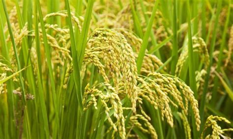 水稻高产优质栽培技术要点