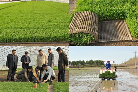水稻高产栽培最新技术