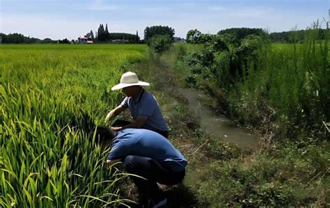 水稻高产栽培途径有哪些