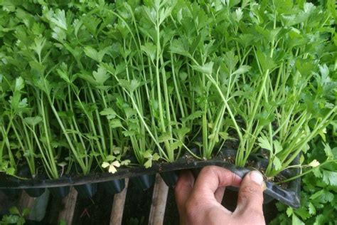 水芹菜种子盆栽方法