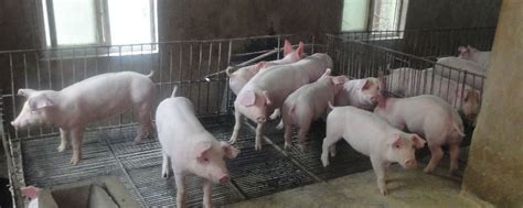 永城市老城附近有哪些大型养猪场
