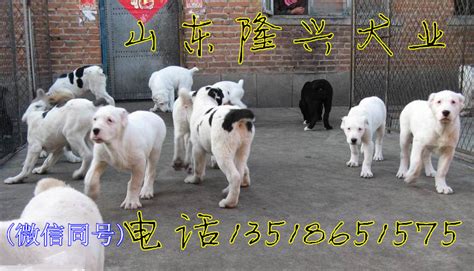 江苏最大的肉狗养殖基地在哪