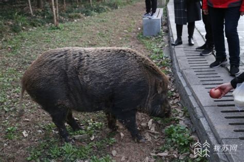 江苏网红野猪进食