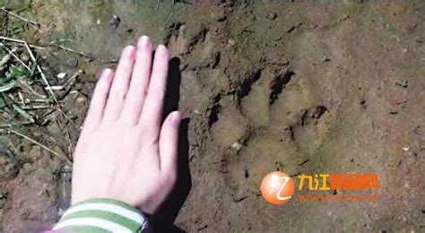 江西发现大型猫科动物脚印