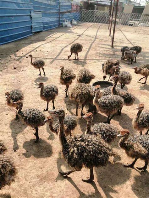 沙河市鸵鸟养殖基地