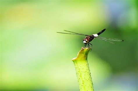 沙漠蜻蜓有隐藏特性吗