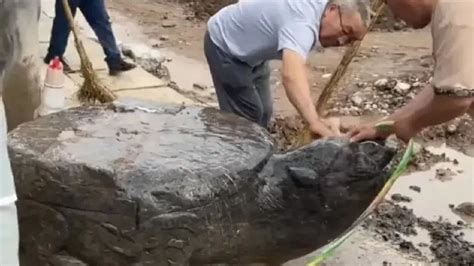 河南一村庄挖出一只巨型石龟