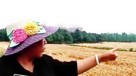 河南农妇70亩小麦