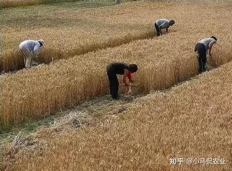 河南农村70岁老人割麦子
