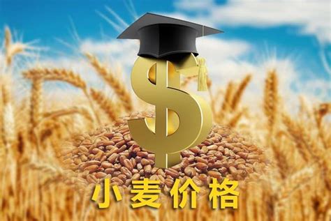 河南新乡今日小麦价格