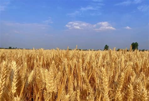 河南省周口小麦价格最新行情