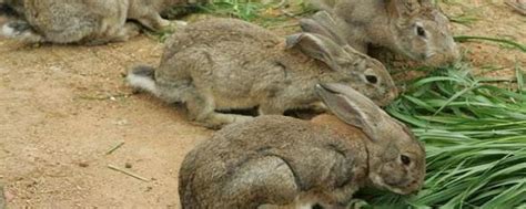 活兔子多少钱一斤