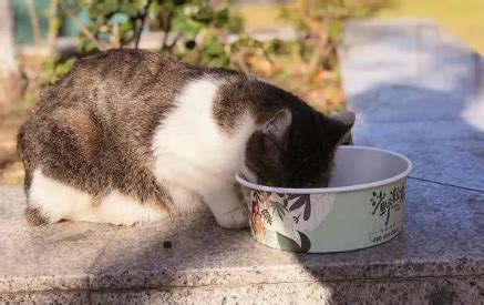 流浪猫吃什么猫粮实惠