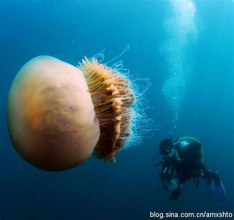 海洋中体型最大的水母