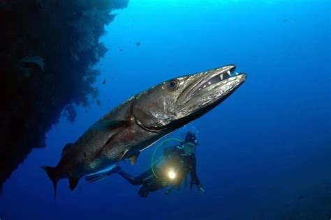 海狼鱼有多凶猛