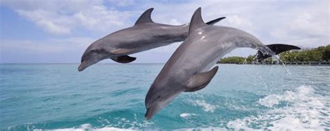海豚性格的优点和缺点