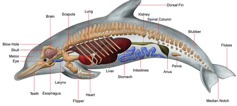 海豚的各个器官