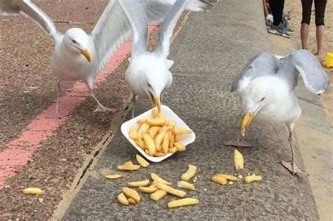 海鸥吃什么食物小视频