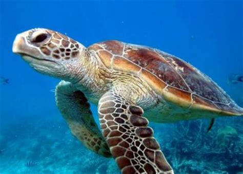 海龟濒临灭绝了吗