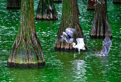 涨渡湖湿地森林公园有啥鸟