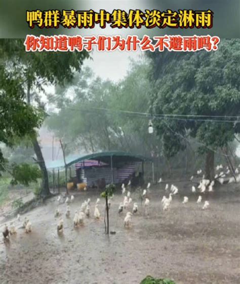 淡定鸭子在暴雨中集体站立淋雨