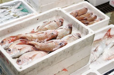 淮安鲜鱼批发市场