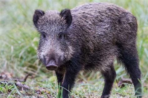 深圳野猪是保护动物吗