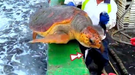 渔民误捕百年海龟将其放生