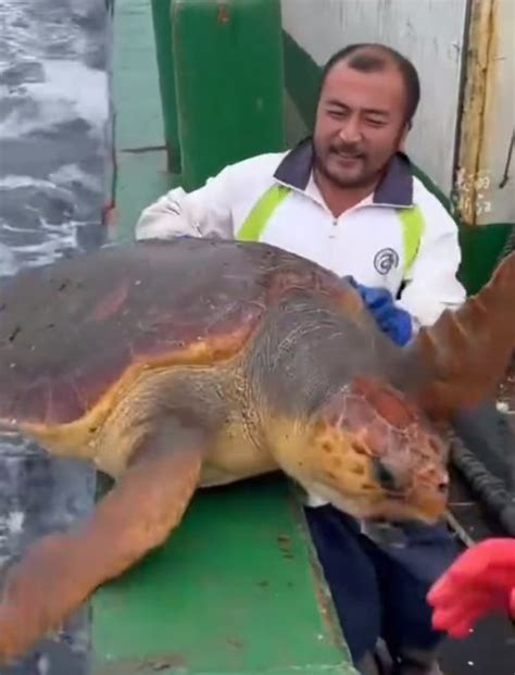 渔民误捕300斤大海龟后果断放生了