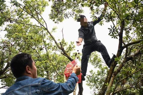 温州多人因采摘杨梅全部坠树