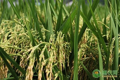 湄南河平原水稻一年几熟