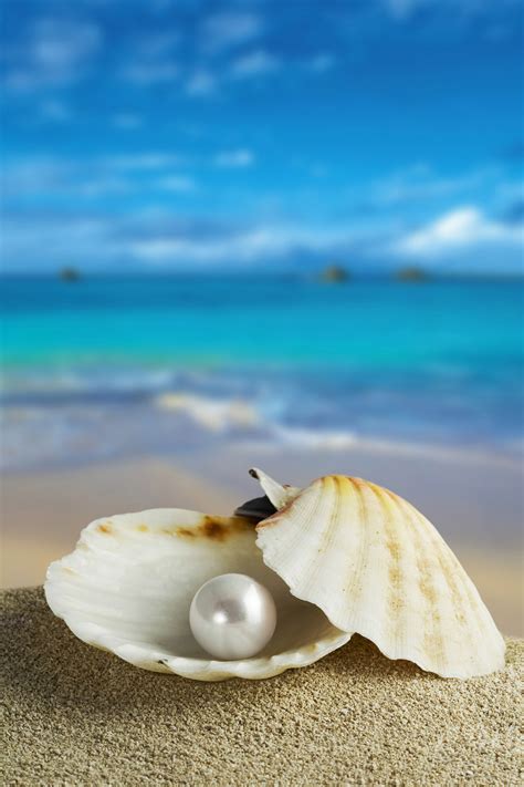 漂亮的贝壳图片