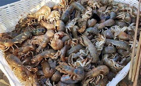 烟台海边现大量泸沽虾是核污染吗