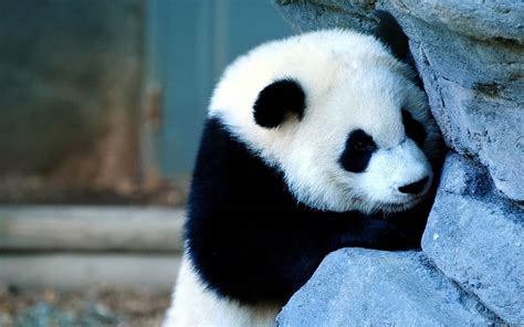熊猫宝宝在国外到底有多受欢迎