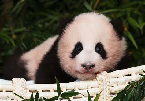 熊猫宝宝照片入选