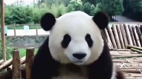 熊猫视频搞笑