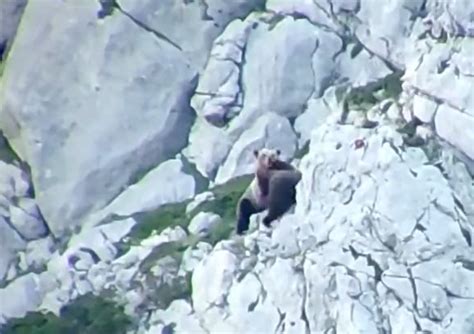 熊跌落悬崖摆拍