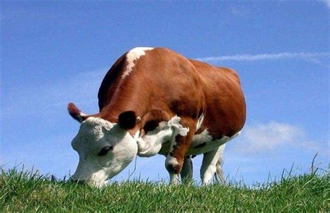 牛吃东西反刍的读音