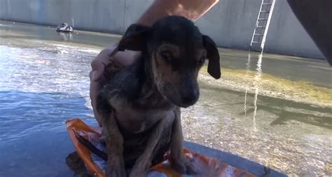 狗狗被扔河里被男子人工呼吸救起