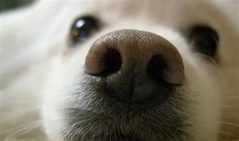 狗鼻子流血是什么原因