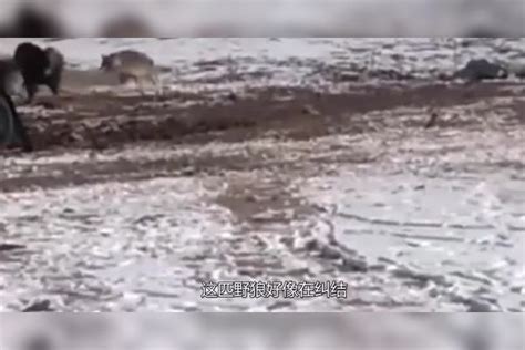 狼攻击羊群遇到藏獒视频