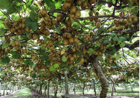 猕猴桃树好种活吗