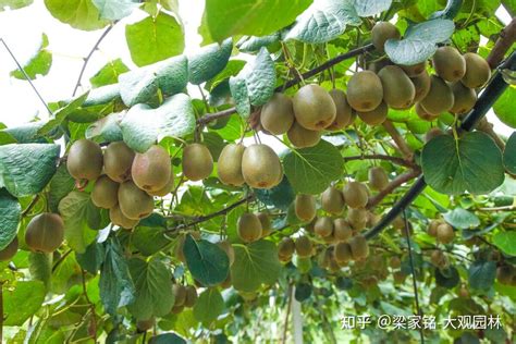 猕猴桃树能在东北种植吗