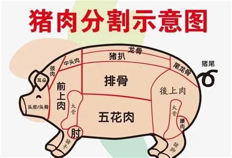 猪槽头肉示意图