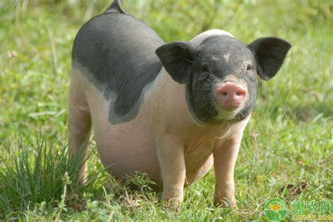 猪的品种有哪些