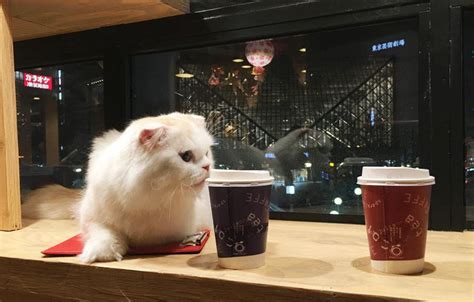 猫咖啡上海